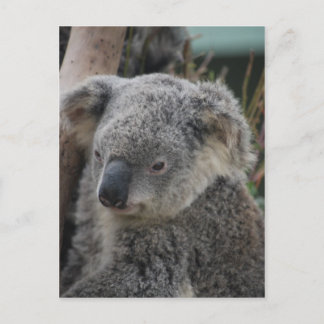 Koala Postcard