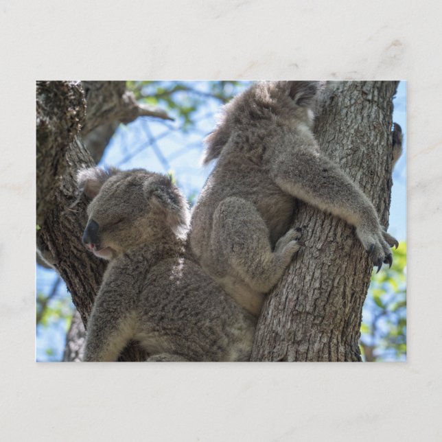 Koala Postcard (Front)