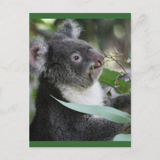 Koala Postcard
