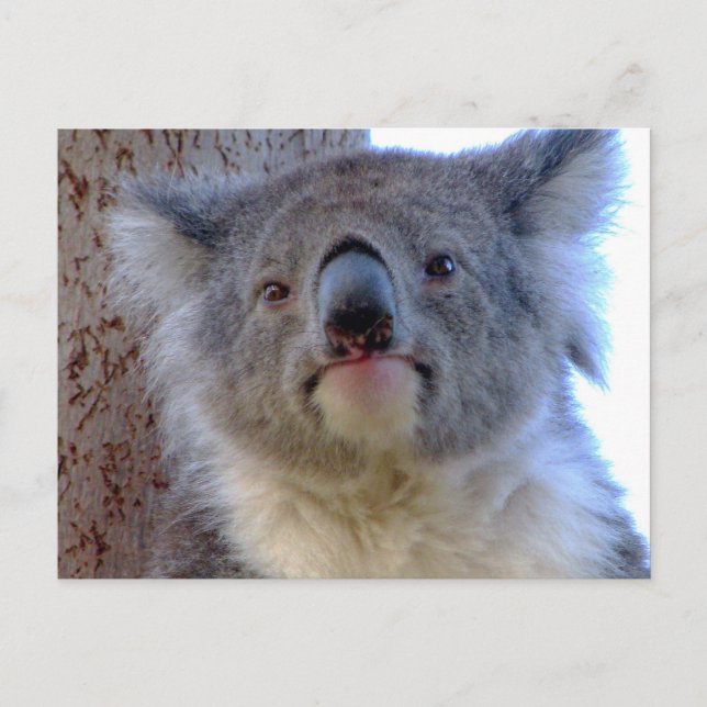 Koala Postcard (Front)