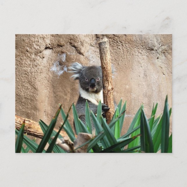 Koala Postcard (Front)