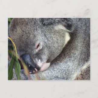 Koala Postcard