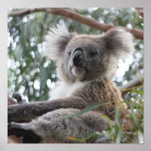 Koala Poster | Zazzle