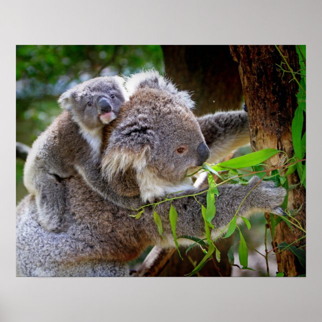 Koala Poster (Front)