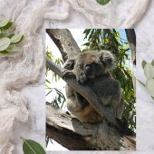 Koala - Sleeping 