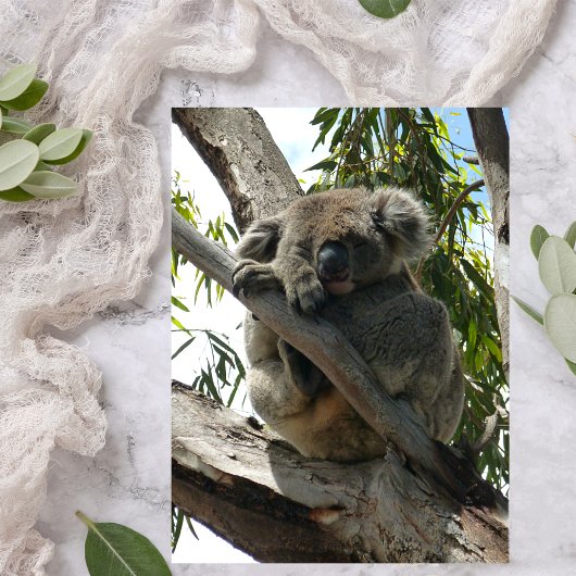 Koala - Sleeping 