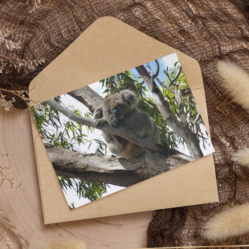 Koala _ Sleeping Holiday Postcard