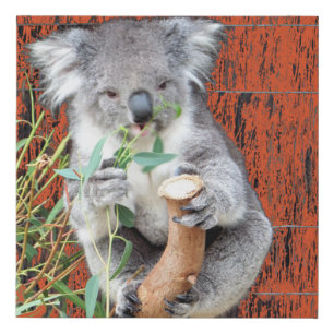 Koala Snack Time Faux Wrapped Canvas Print