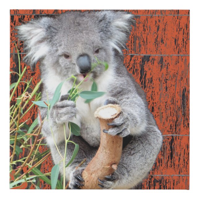 Koala Snack Time Faux Wrapped Canvas Print (Front)