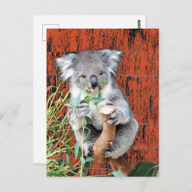 Koala Snack Time Postcard (Front/Back)
