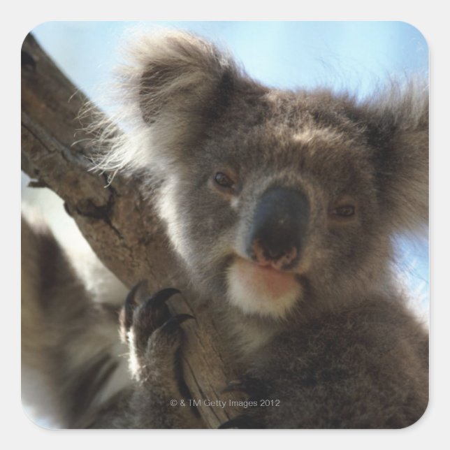 koala square sticker (Front)