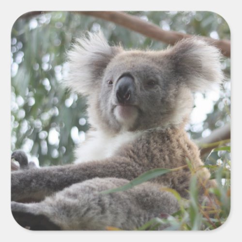 Koala Sticker