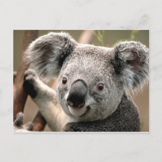 koala un animal unico postcard
