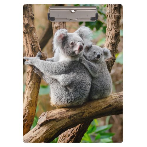 Koala with Baby in a Tree in Australia Clipboard