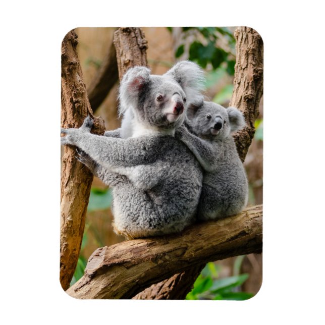 Koala with Baby in a Tree in Australia Magnet (Vertical)