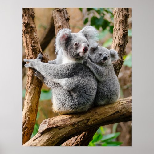 Koala with Baby in a Tree in Australia Poster