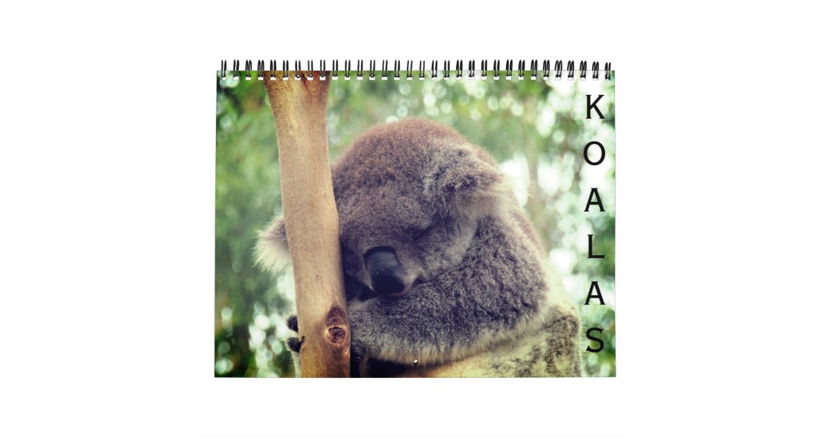koalas 2024 calendar | Zazzle