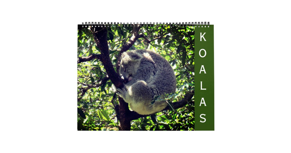 koalas 2025 large calendar | Zazzle