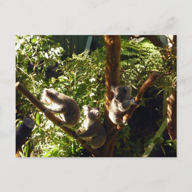 koalas postcard (Front)