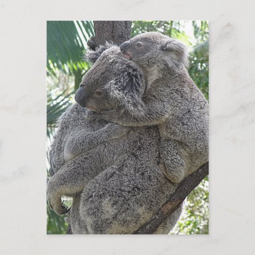 Koalas QLD Australia Postcard