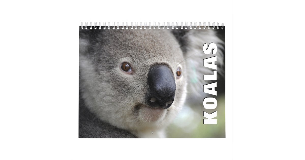Koalas Wall Calendar