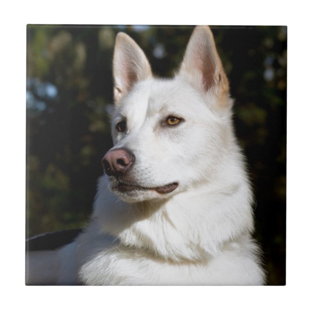 Kodah The White Shepherd Wolfdog Tile (Front)