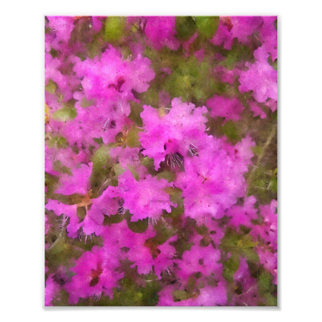 KODAK Print Purple Rhododendron (Front)