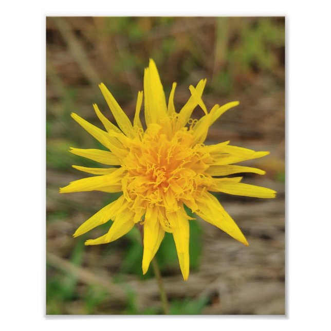 Kodak Professional Photo Paper (Satin) Photo Enlar Print (Front)