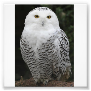 Kodak Professional Photo Paper (Satin) Print