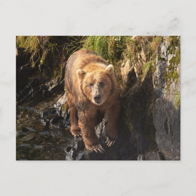 Kodiak Bear at the Frazer Bear Viewing Site Postcard (Front)