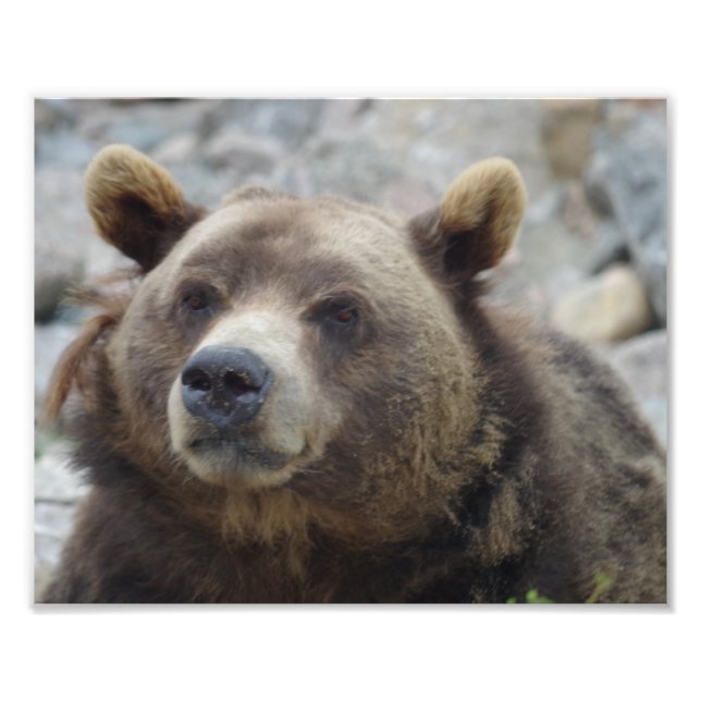 Kodiak Bear Closeup Photo Print (Front)