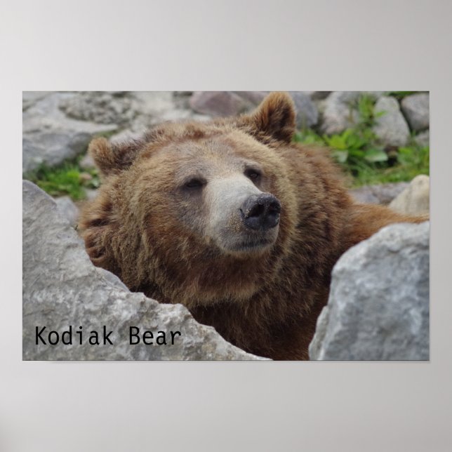Kodiak Bear Poster (Front)