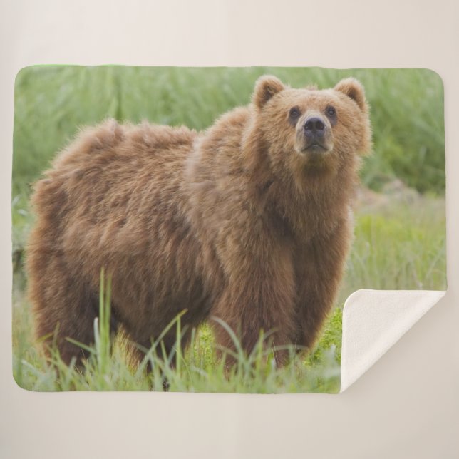 KODIAK BEAR SHERPA BLANKET (Front (Horizontal))