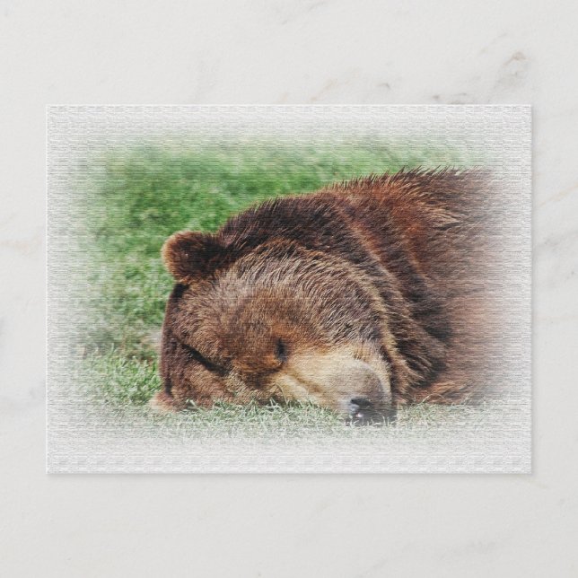 Kodiak Bear Sleeping Postcard (Front)