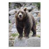 Kodiak bear Standing on a Rock (Front)