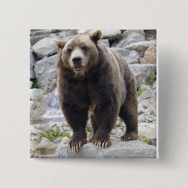 Kodiak Bear Standing on a Rock Button (Front)