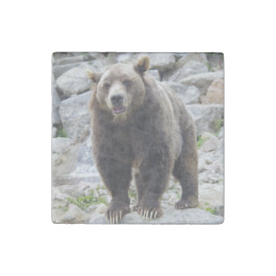 Kodiak Bear Standing on a Rock Stone Magnet