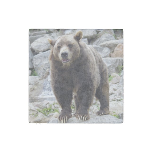 Kodiak Bear Standing on a Rock Stone Magnet (Front)