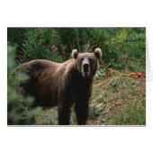 Kodiak Brown Bear (Front Horizontal)