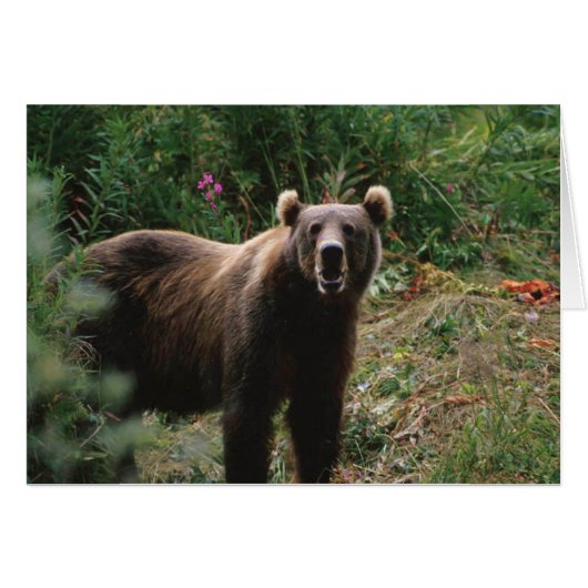 Kodiak Brown Bear Cards (Front Horizontal)