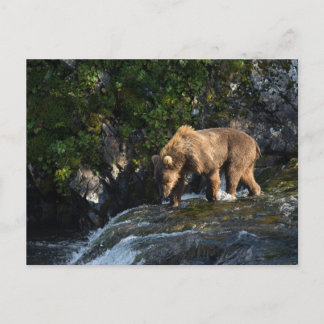 Kodiak Brown Bear Looking For Salmon Postcard