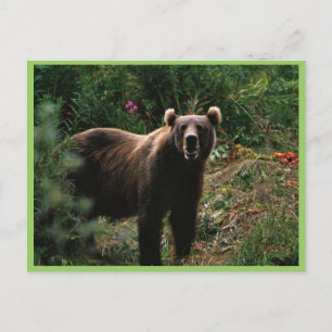 Kodiak Brown Bear Postcard