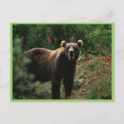 Kodiak Brown Bear Postcard