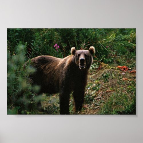 Kodiak Brown Bear Poster