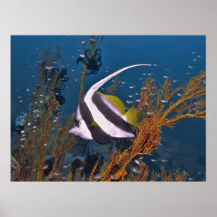 Koh Lipe Bannerfish Poster