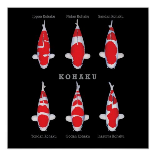 Kohaku Koi Carp Varieties Poster