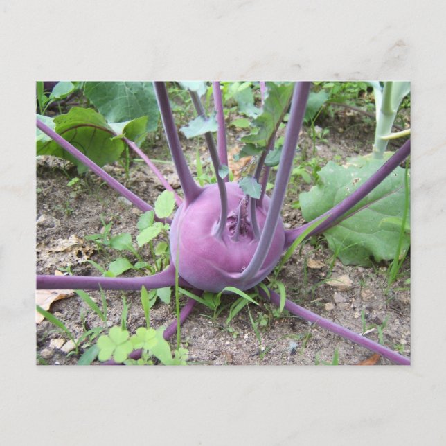 Kohlrabi ~ postcard (Front)
