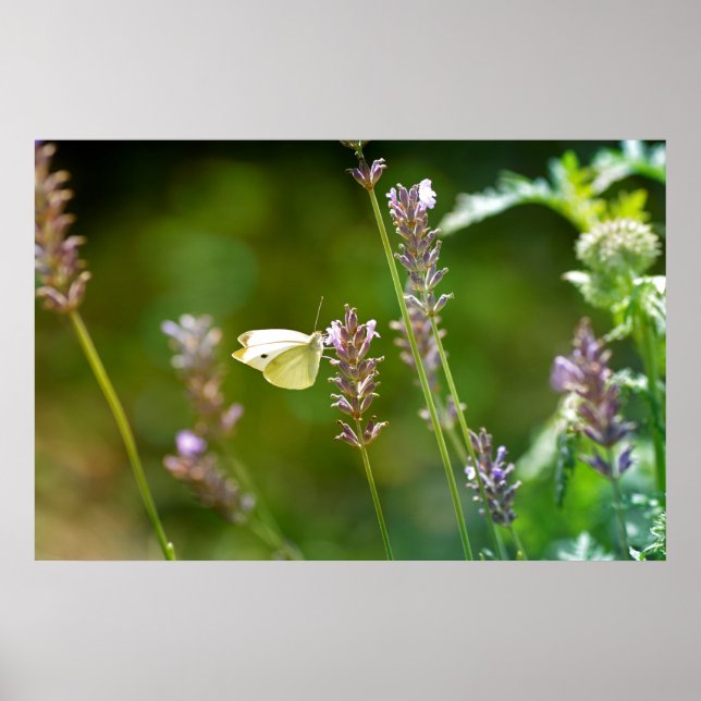 Kohlweißling auf Lavendel Poster (Front)