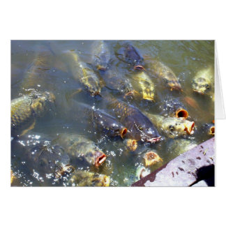 Koi Cards