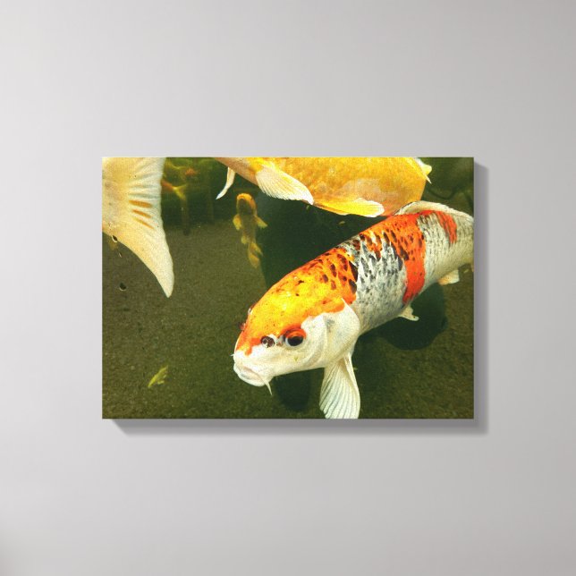 Koi Carp Canvas Print (Front)